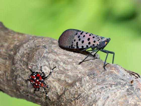 一只斑点灯笼蝇在树枝上，旁边是一只若虫灯笼蝇.